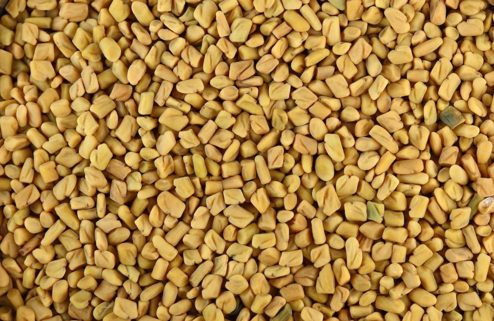 Methi Seeds - Fenugreek Seeds